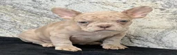 French Bulldog dogs for sale: Ava Female AKC French Bulldog - Ad 2