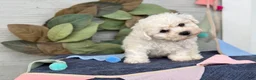 Bichon Frise dogs for sale: Emmy - Ad 4