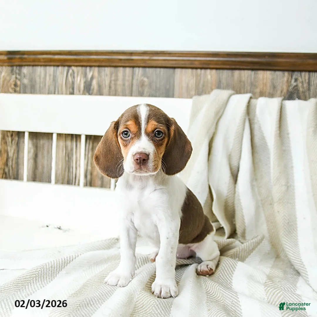 Beagle dogs for sale: Creamer - Ad 4