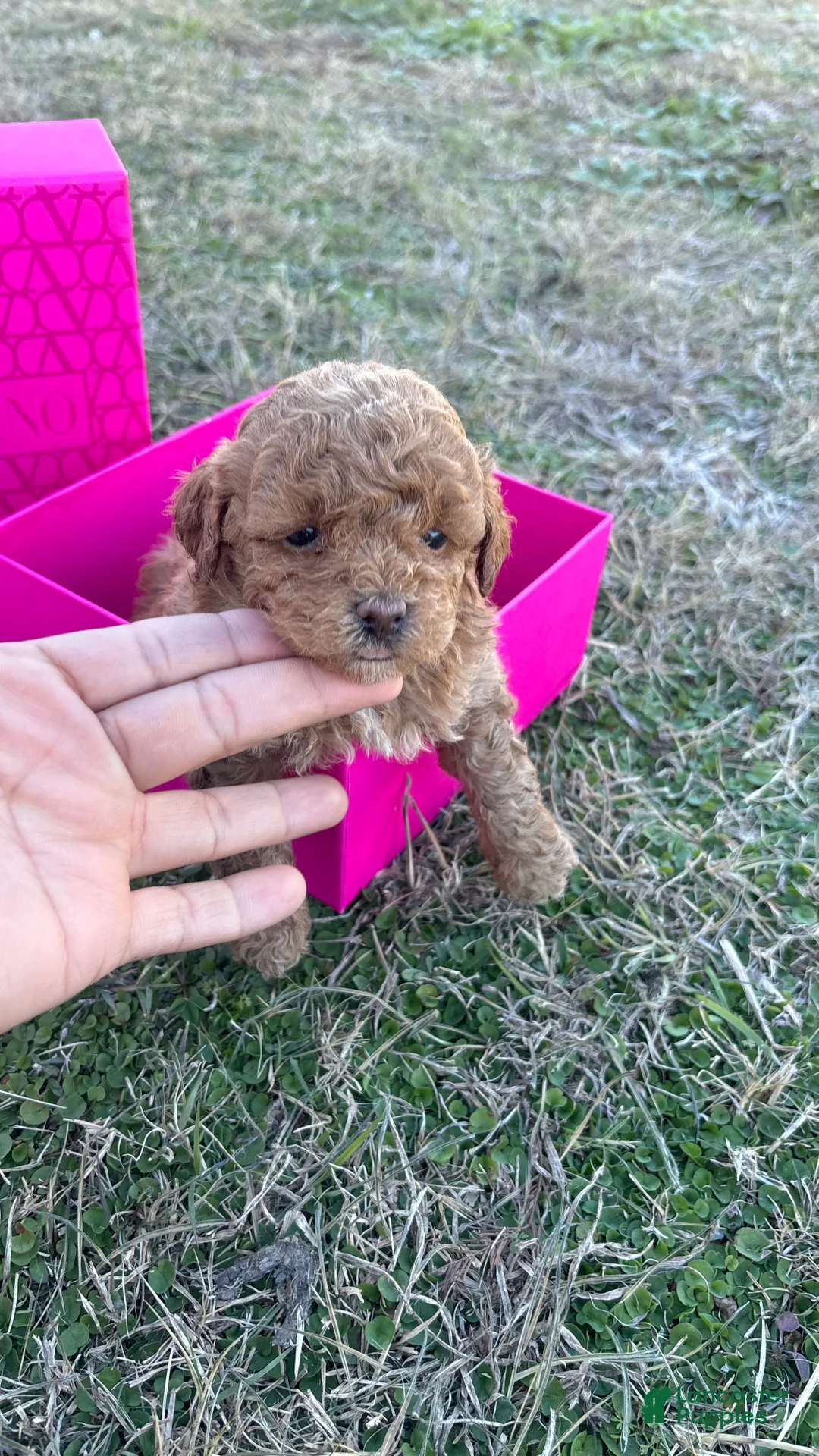 Toy Poodle dogs for sale: Toy Poodle Puppy 3 - Ad 3