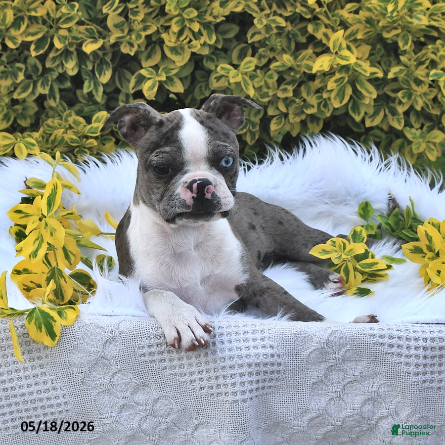 Boston Terrier dogs Brooklyn - Ad 1