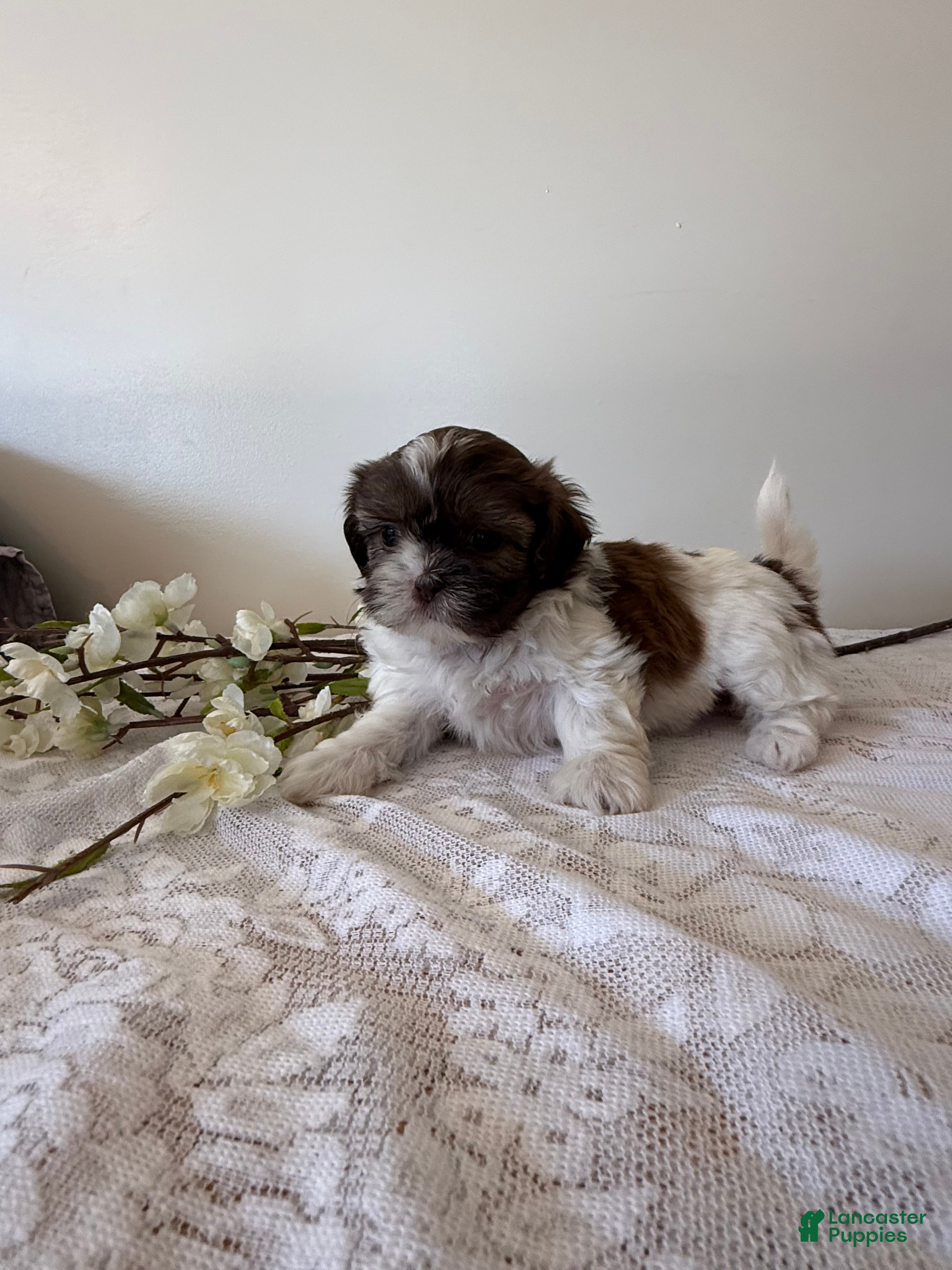 Shih Tzu dogs Custard Shih Tzu Puppy  - Ad 2