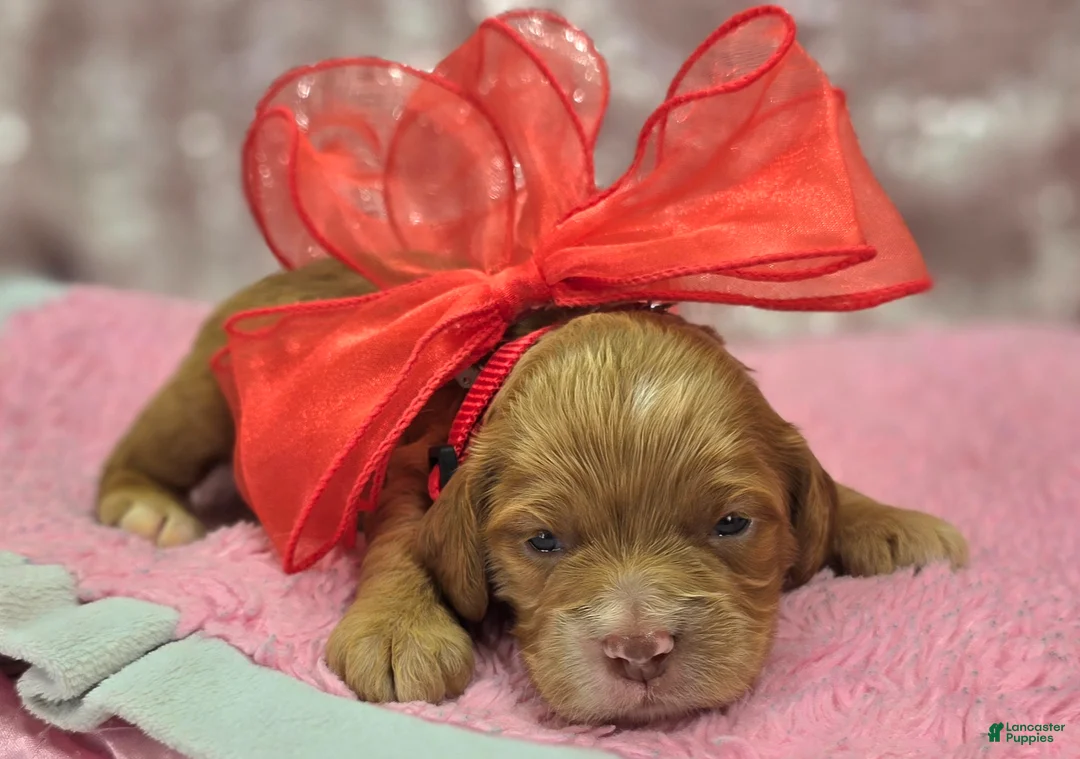 Cockapoo dogs for sale: Nimbus - Ad 1