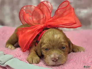 Cockapoo dogs Nimbus - Ad 14