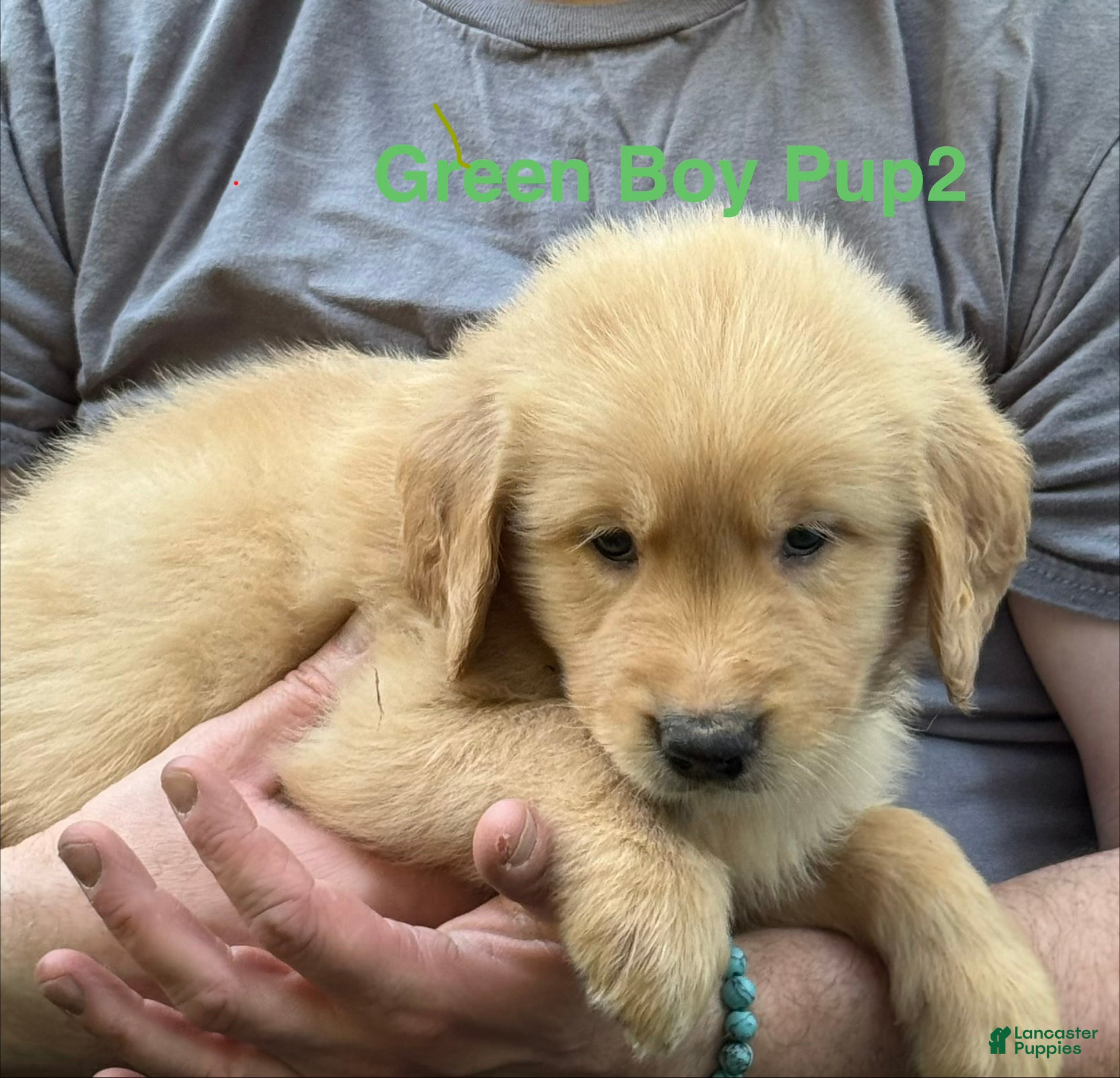 Golden Retriever dogs Green Boy - Ad 2