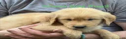 Golden Retriever dogs for sale: Green Boy - Ad 2