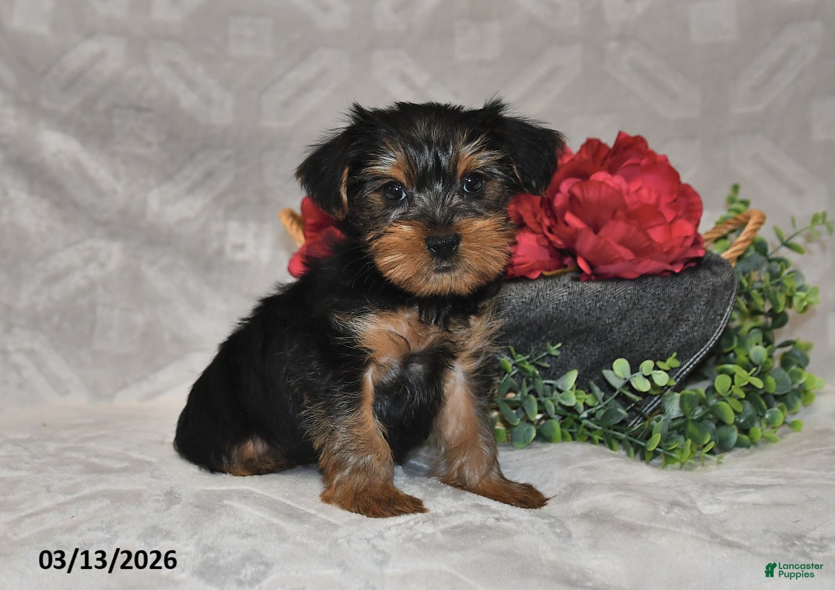 Yorkshire Terrier dogs Brinlee - Ad 1