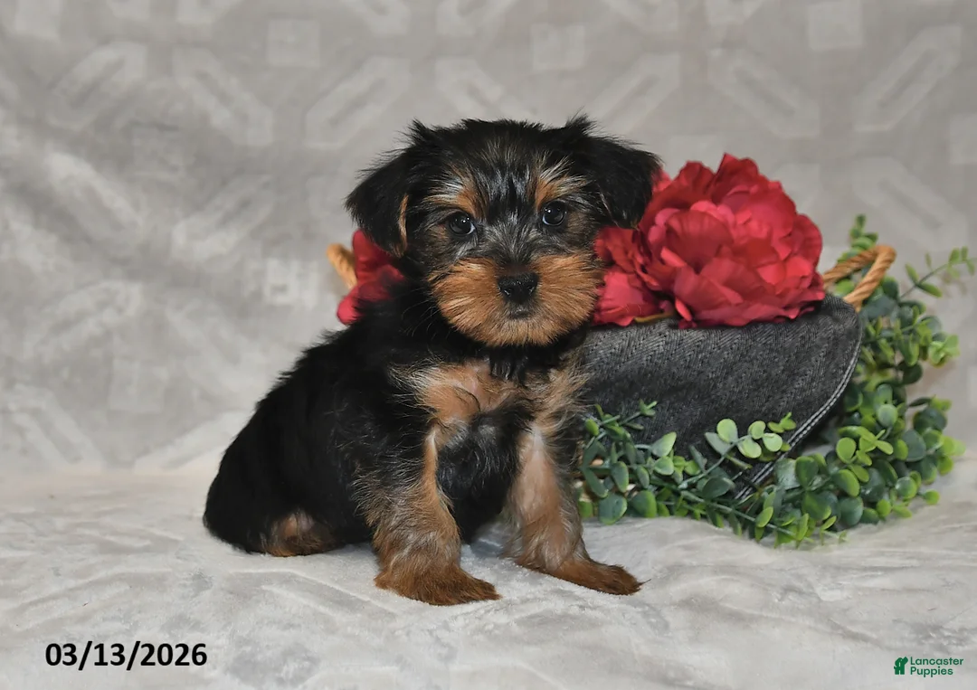 Yorkshire Terrier dogs for sale: Brinlee - Ad 1