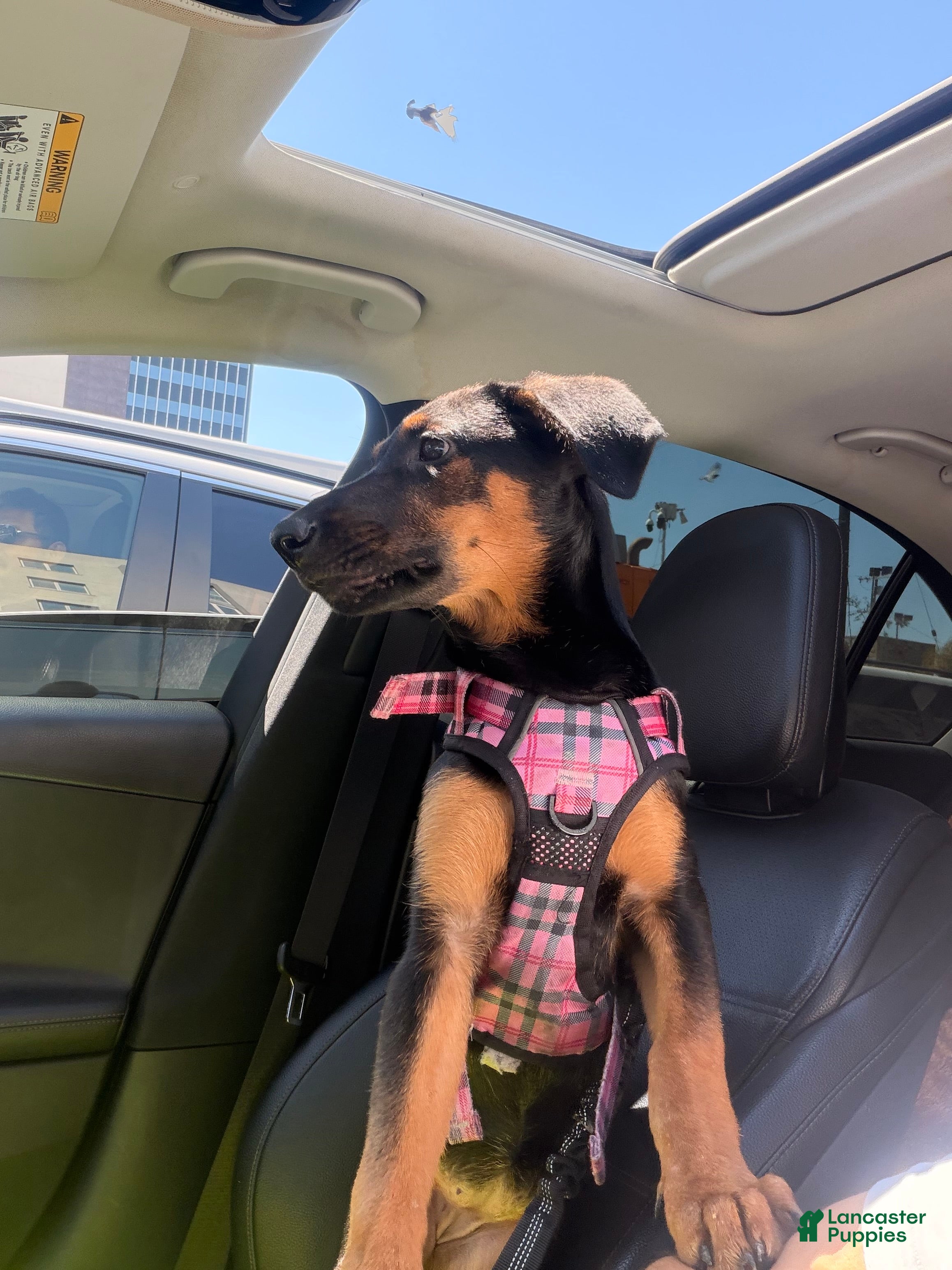 Doberman Pinscher dogs Raven - Ad 9