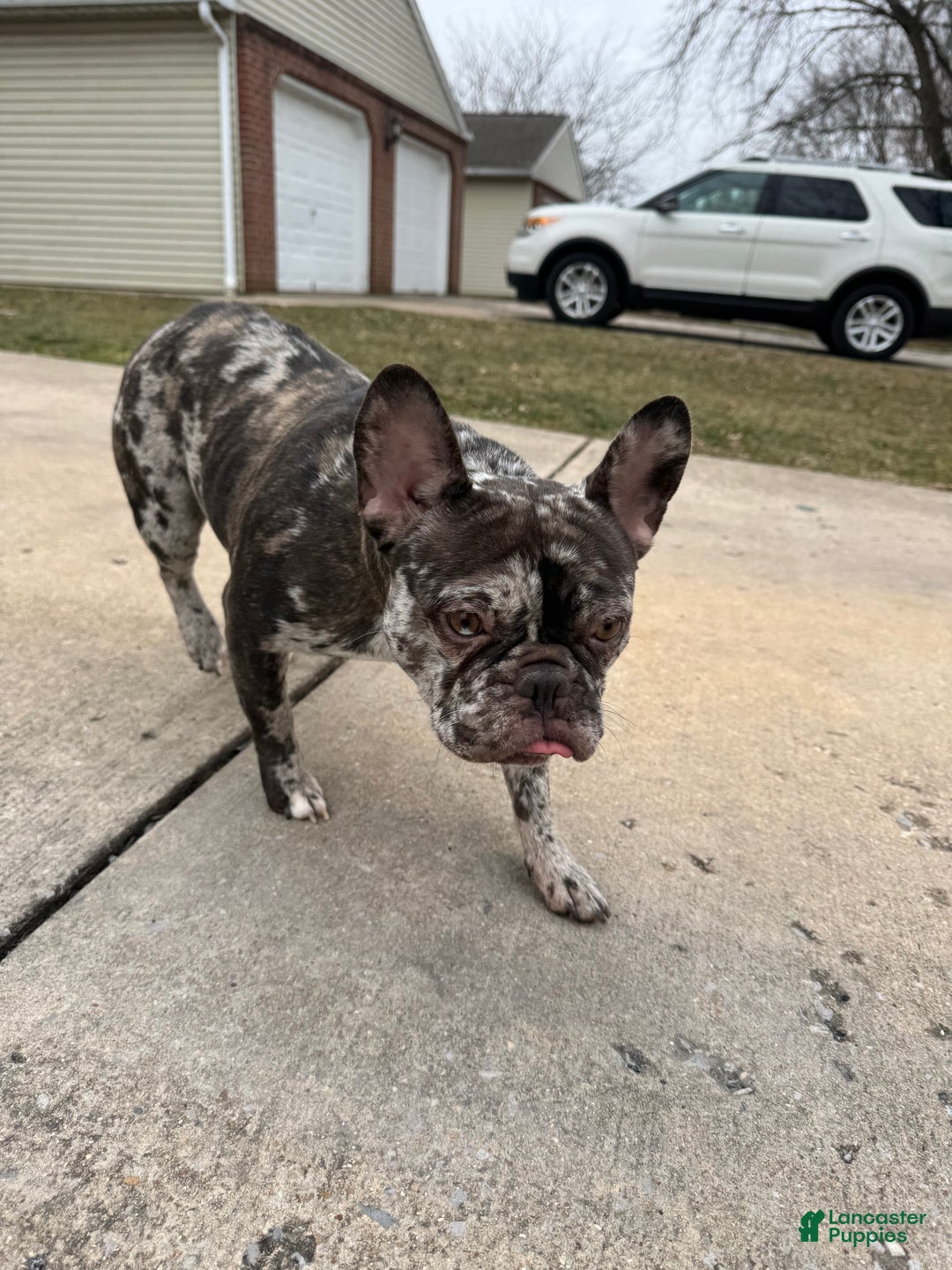 French Bulldog dogs for sale: French Bulldog Puppy 1 - Ad 1