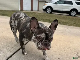 French Bulldog dogs French Bulldog Puppy 1 - Ad 22