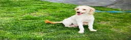 Mini Goldendoodle dogs for sale: Mandy Mini Goldendoodle  - Ad 10