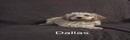Cockapoo dogs for sale: Dallas - Ad 5