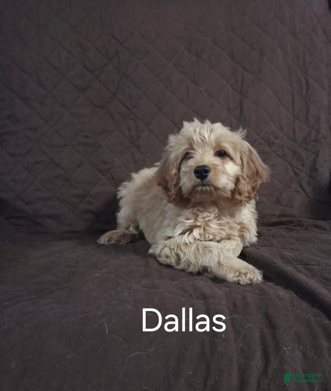 Cockapoo dogs for sale: Dallas - Ad 5