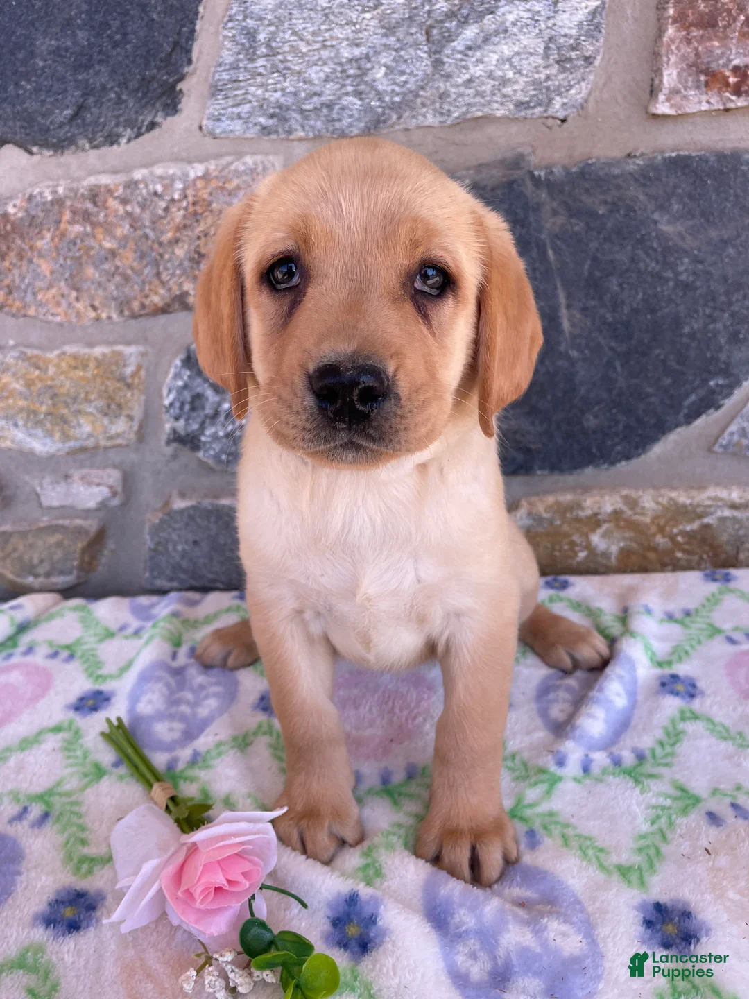 Labrador Retriever dogs for sale: Louise - Ad 1