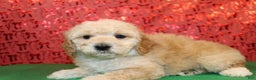 Miniature Poodle dogs for sale: Mr Wilson - Ad 4