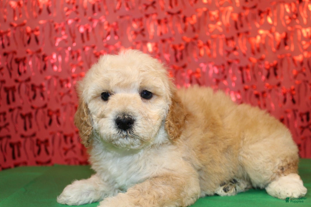 Miniature Poodle dogs for sale: Mr Wilson - Ad 4