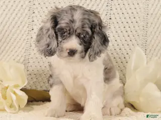 Cocker Spaniel dogs Bumble Bee - Ad 31