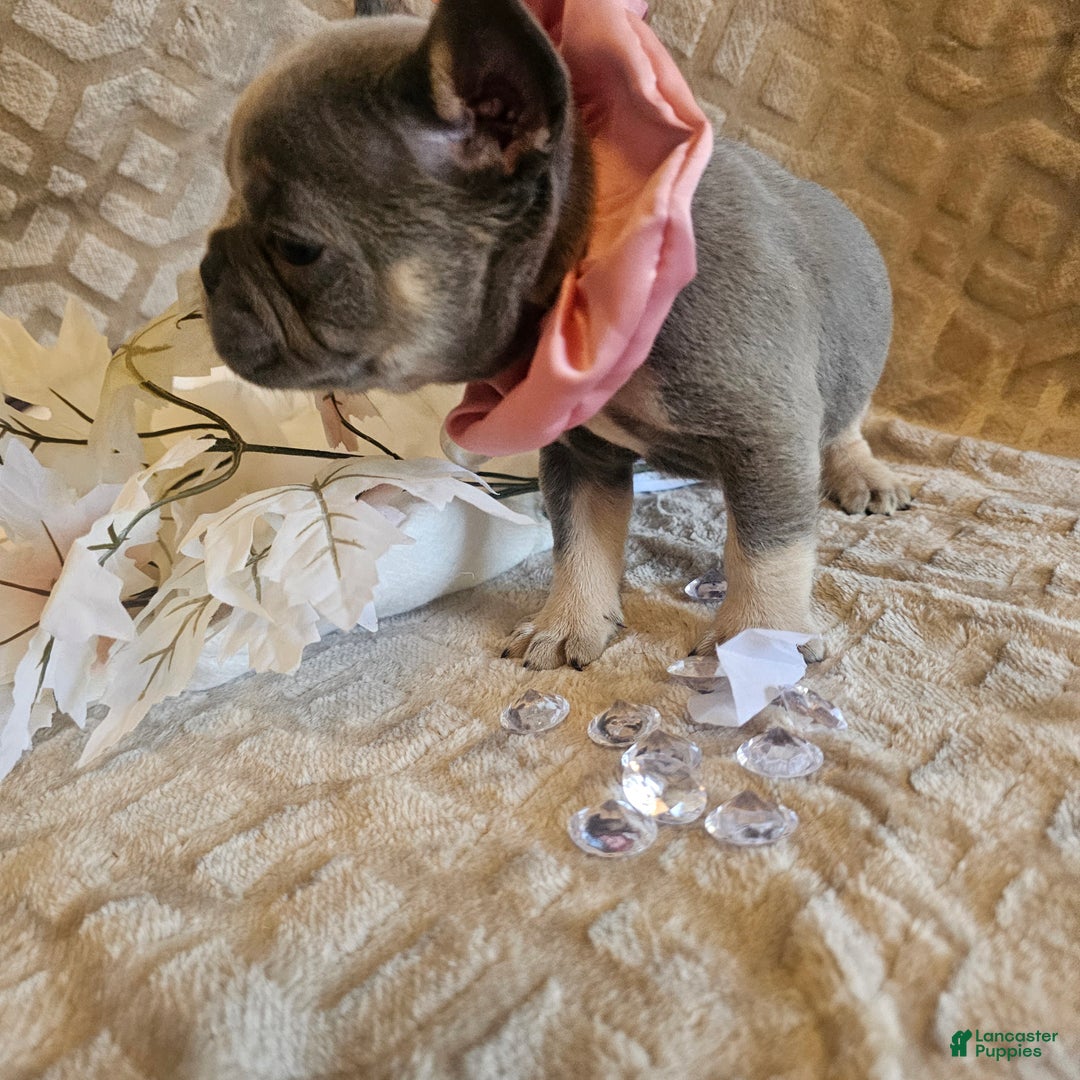 French Bulldog dogs for sale: Velour AKC Fluffy Carrier  - Ad 24