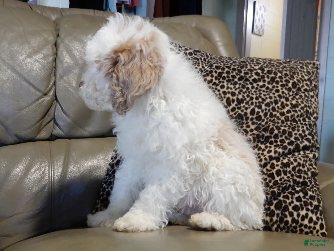 Cockapoo dogs for sale: Mickey - Ad 9