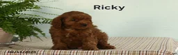 Cavapoo dogs for sale: Ricky  - Ad 3