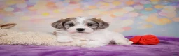 Maltipoo dogs for sale: Tessa - Ad 5