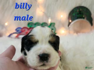 English Springer Spaniel dogs Billy - Ad 34
