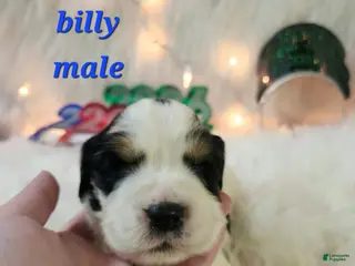 English Springer Spaniel dogs Billy - Ad 13