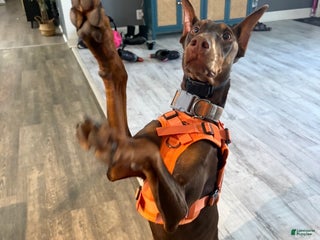 Doberman Pinscher dogs for sale: Doberman Pinscher Puppy 1 - Ad 1