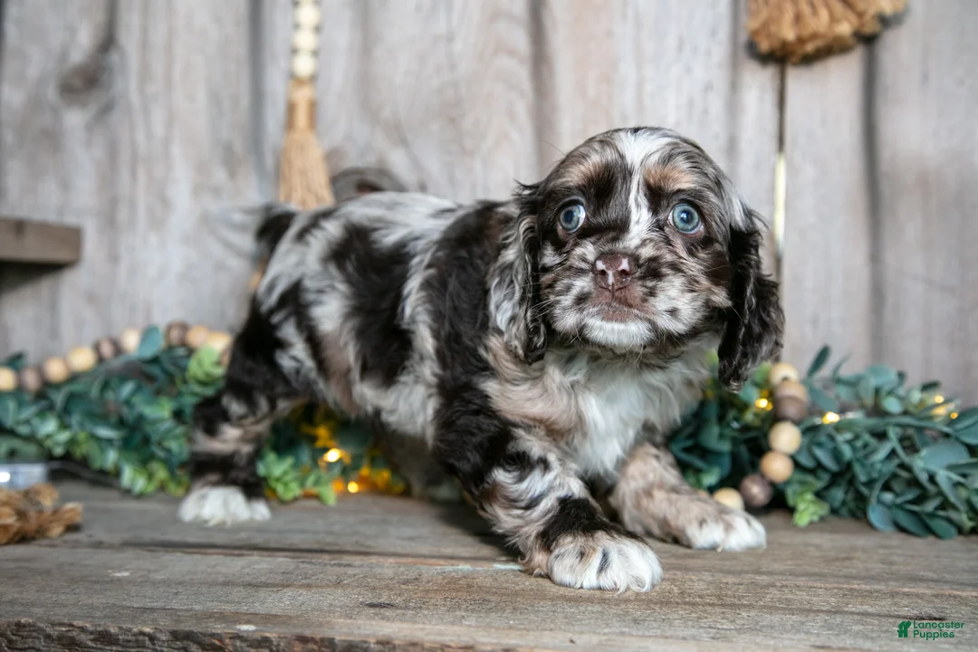 Cocker Spaniel dogs for sale: Cleo - Ad 3