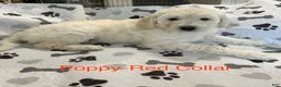 Goldendoodle dogs for sale: Ivy Purple Female Goldendoodle  - Ad 14