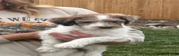 Standard Poodle dogs for sale: Standard Poodle 2 - Ad 2