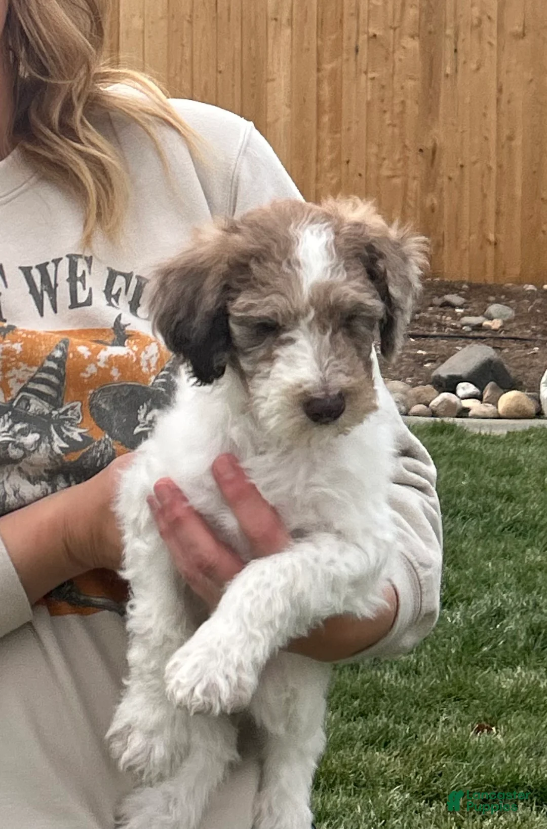 Standard Poodle dogs for sale: Standard Poodle 2 - Ad 2