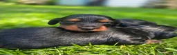 Mixed Breed dogs for sale: Lily - Ad 3