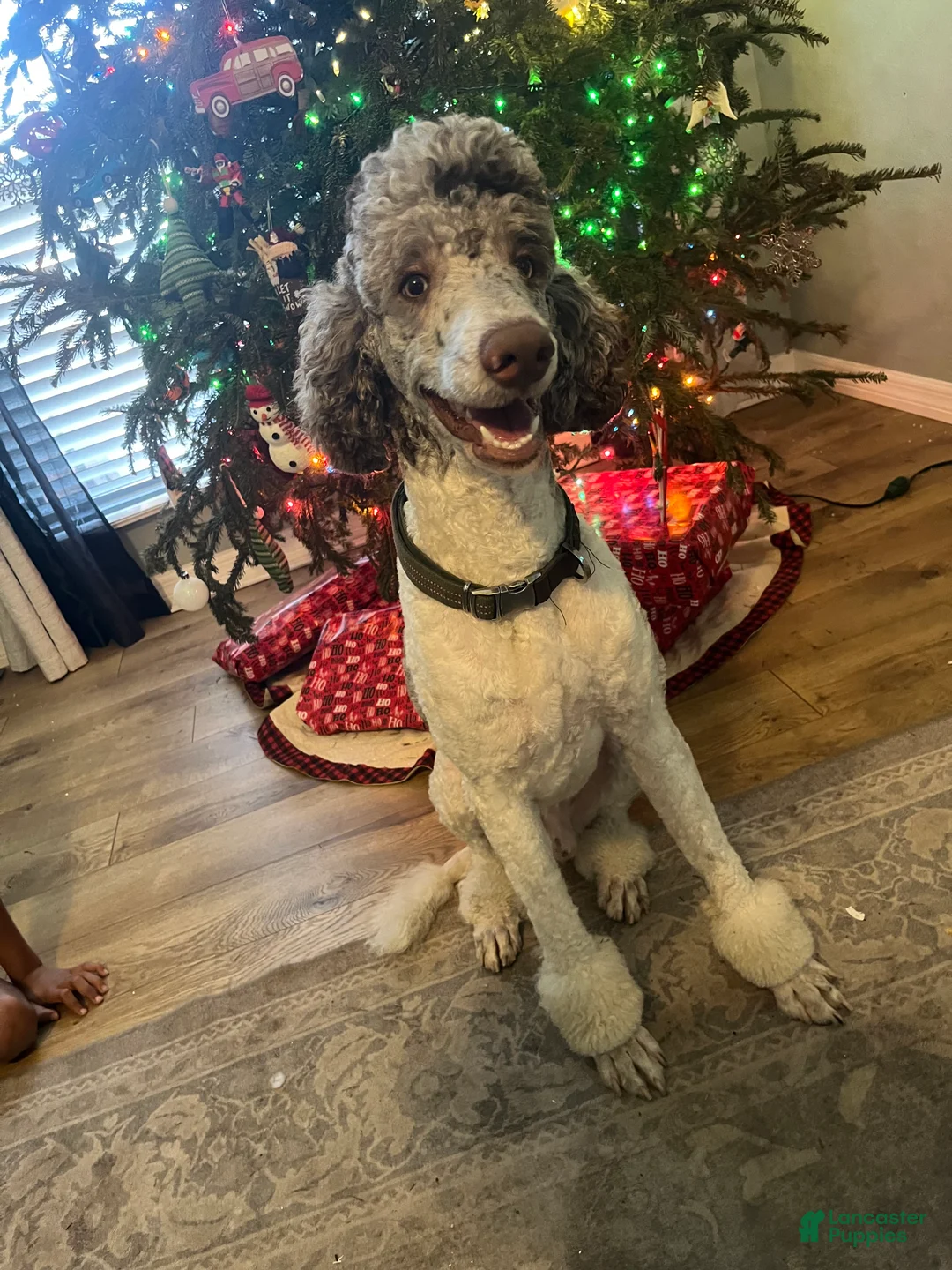 Goldendoodle dogs for sale: Jerry - Ad 17