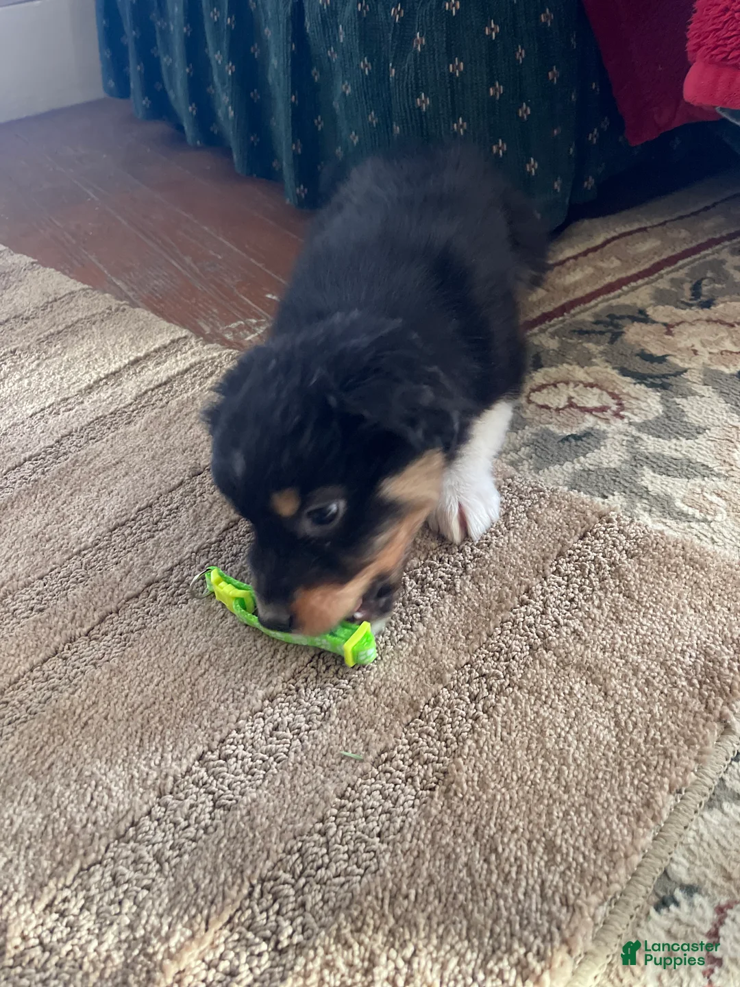 Australian Shepherd dogs for sale: Archer - Ad 30