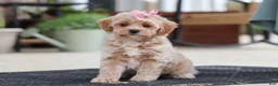 Maltipoo dogs for sale: Kelly - Ad 3