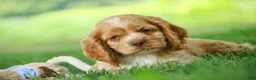 Cocker Spaniel dogs for sale: Atlas Cocker Spaniel  - Ad 4