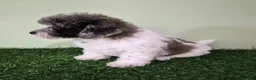 Miniature Poodle dogs for sale: Chevelle - Ad 6