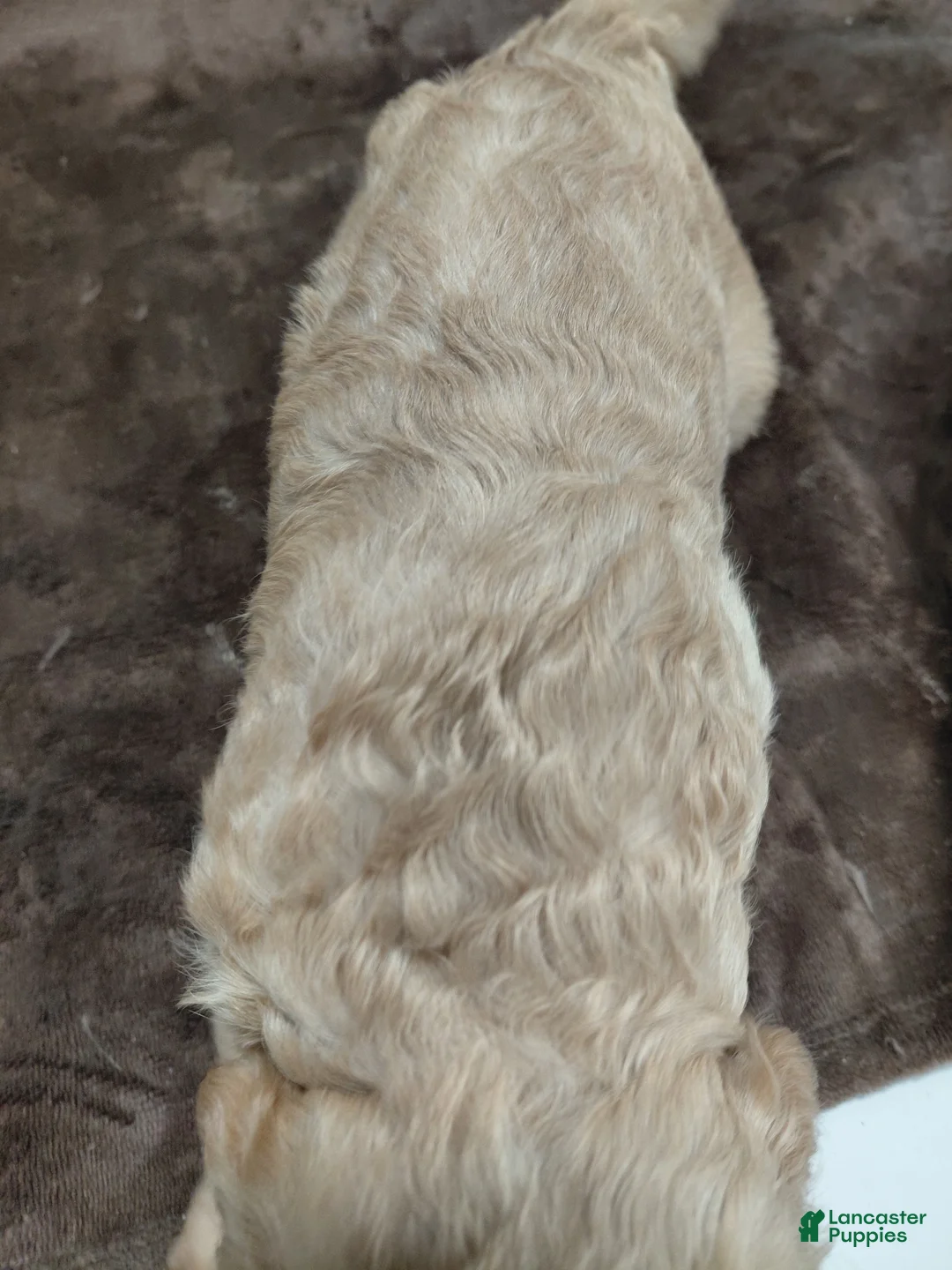Goldendoodle dogs for sale: Felix Standard  - Ad 2
