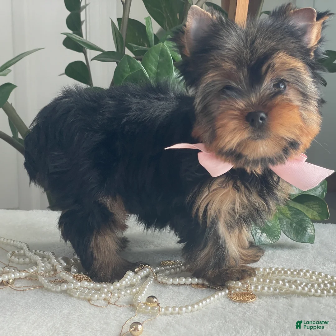 Yorkshire Terrier dogs for sale: Freya - Ad 2