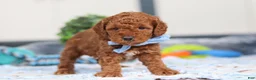 Mini Goldendoodle dogs for sale: Nash - Ad 4