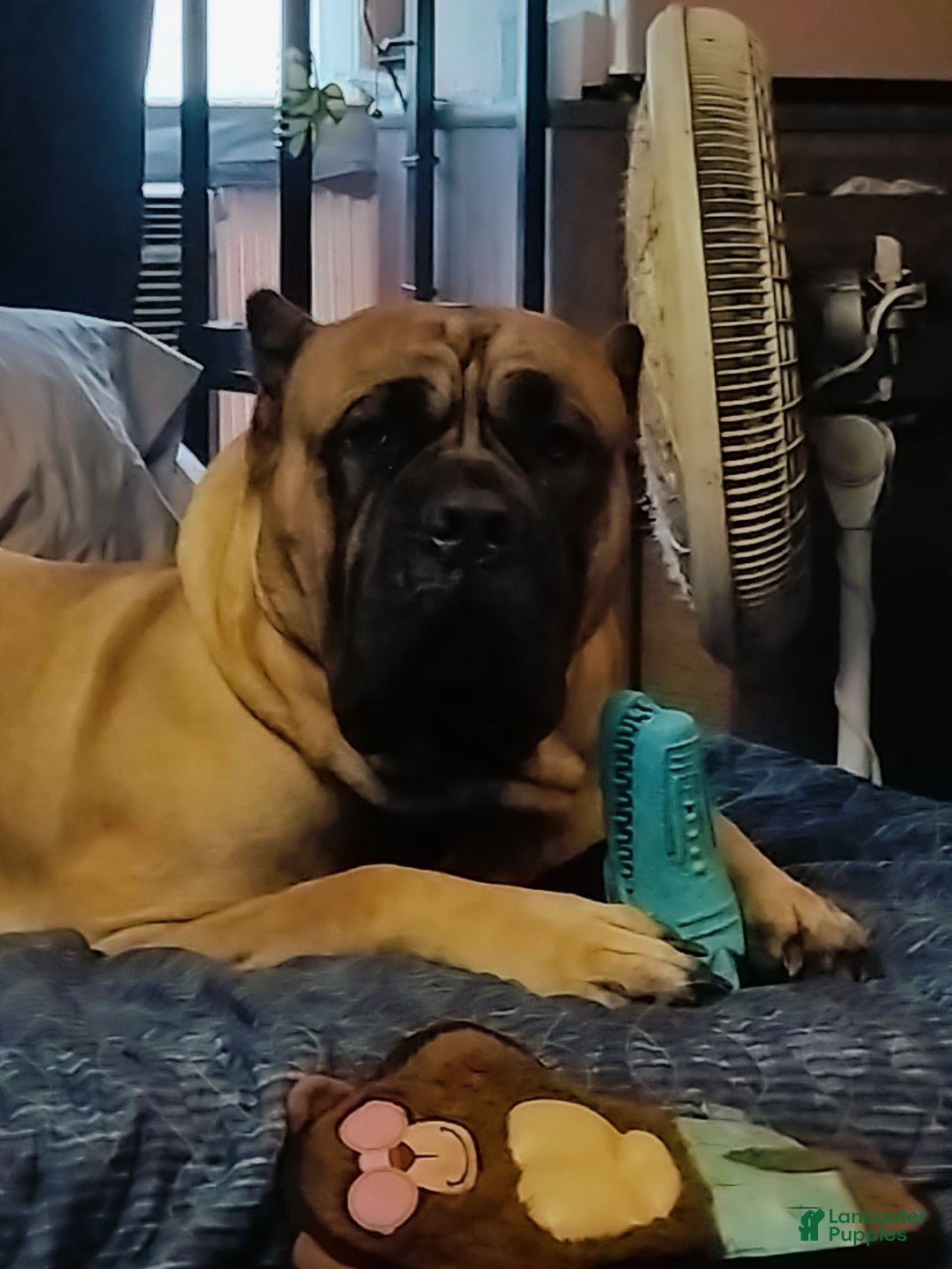 Gallery Image {{count}}