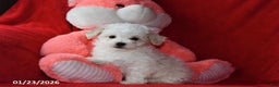 Bichpoo dogs for sale: Joy - Ad 3