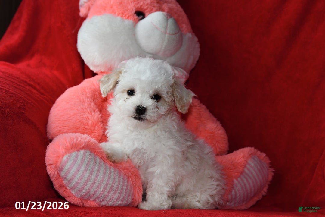 Bichpoo dogs for sale: Joy - Ad 3