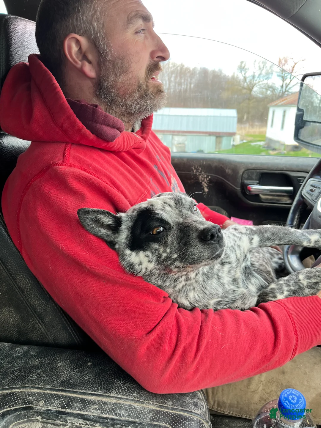 Australian Cattle Dog dogs for sale: Lola - Ad 16