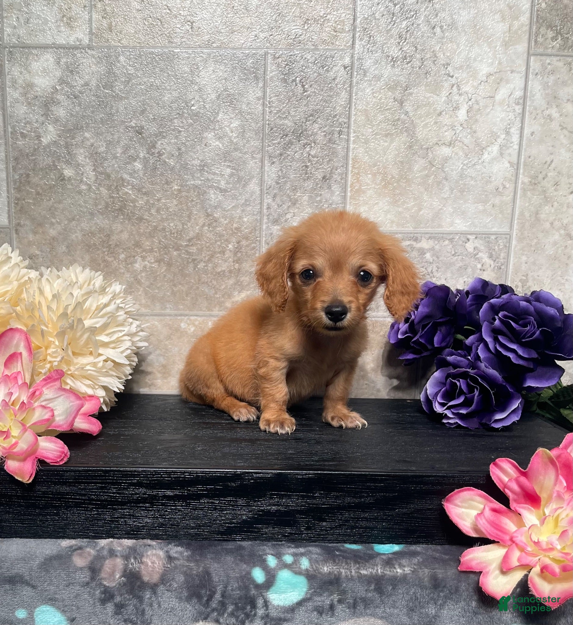 Miniature Dachshund dogs Sophia - Ad 2