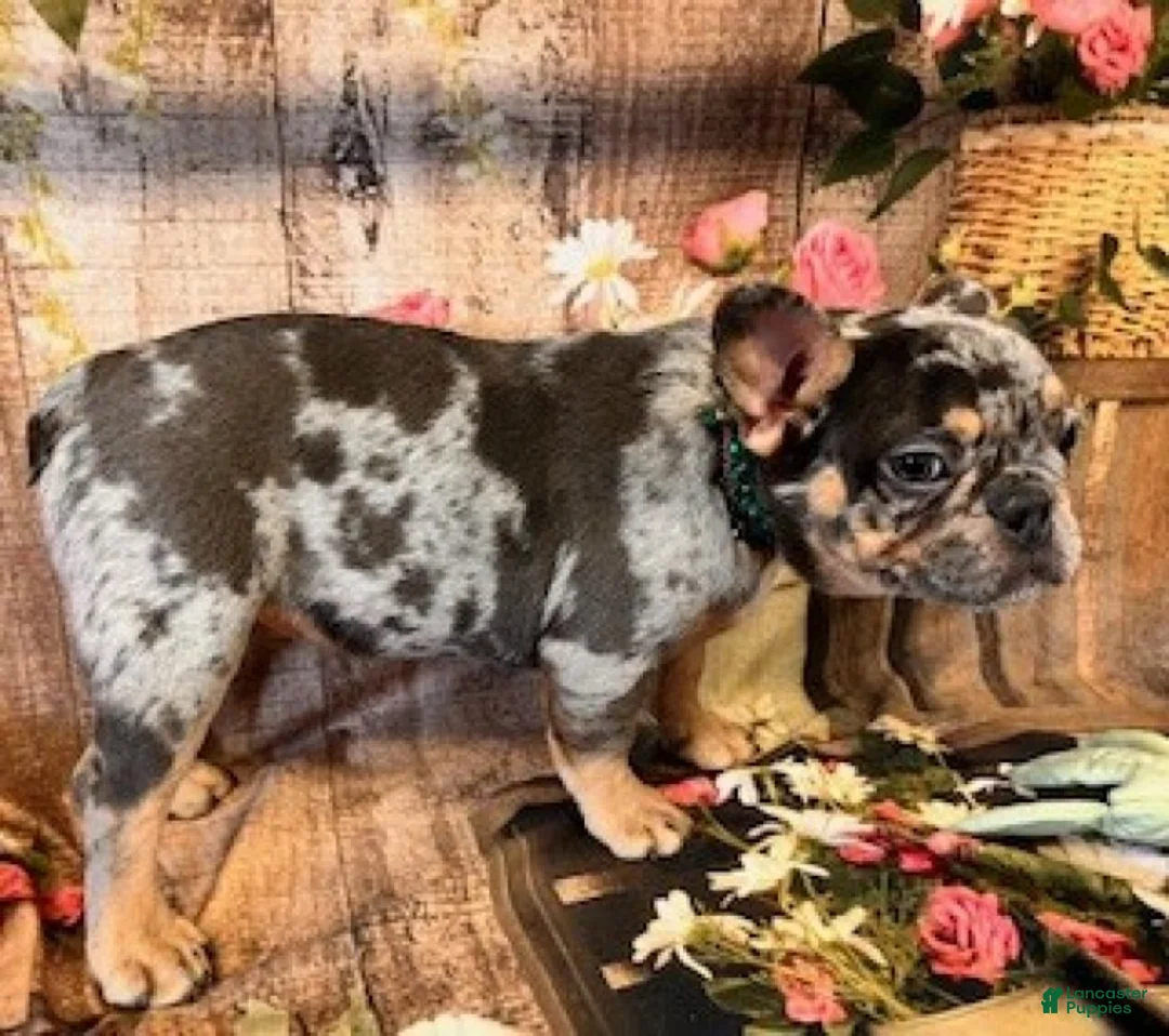 French Bulldog dogs for sale: Sammy - Ad 5