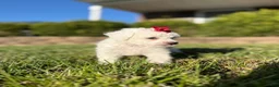 Bichpoo dogs for sale: Bella - Ad 7