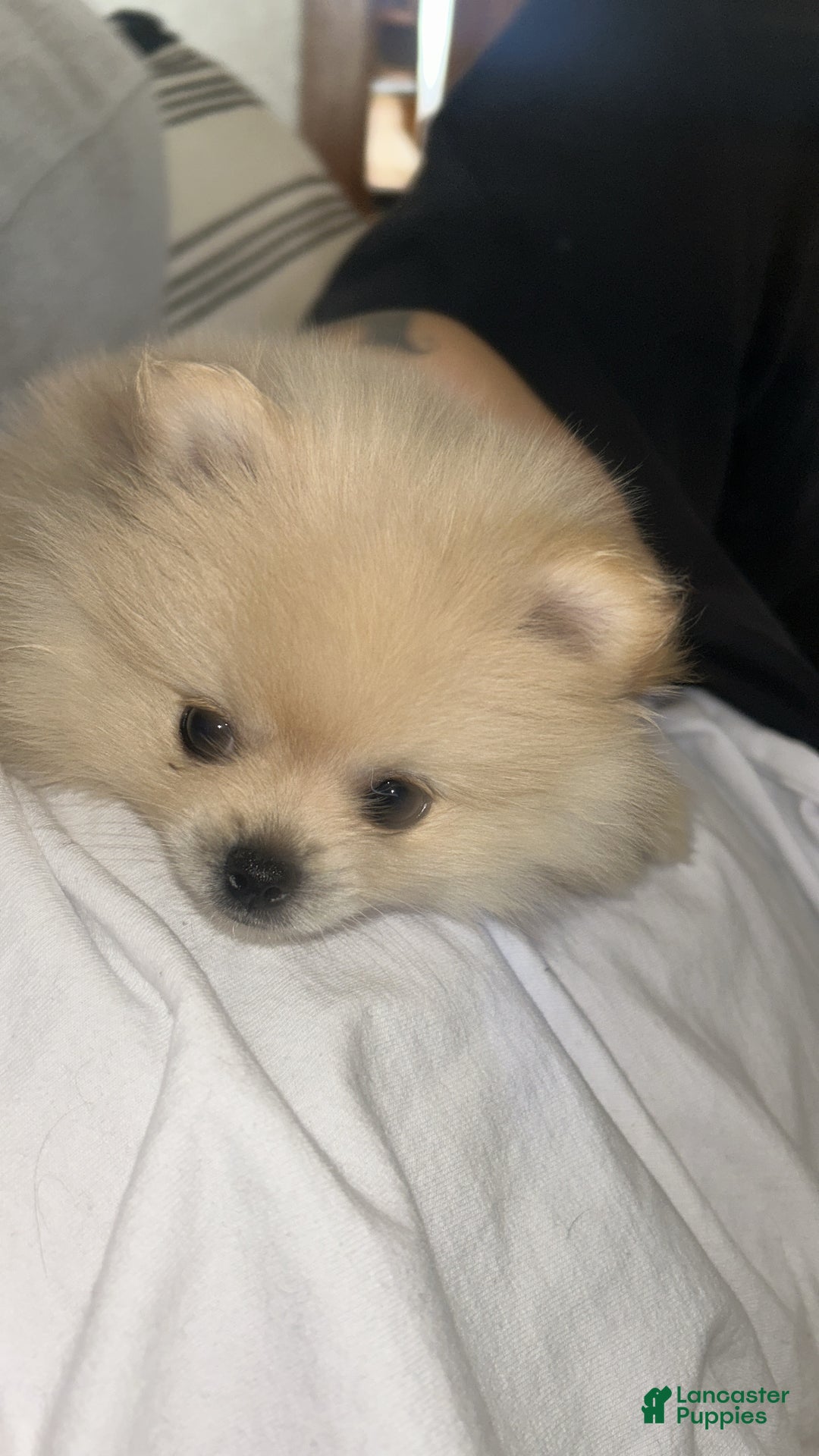 Pomeranian dogs for sale: Pomeranian Puppy 3 - Ad 2